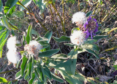 Berg-Aster, Aster amellus16.10.19 Eichkogel (2)
