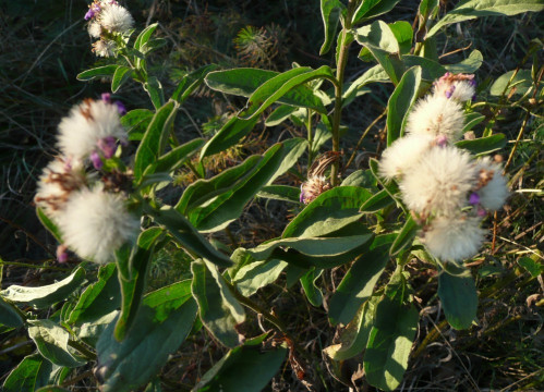 Berg-Aster, Aster amellus16.10.19 Eichkogel (4)