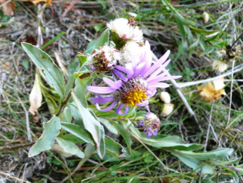 Berg-Aster, Aster amellus16.10.19 Eichkogel (9)