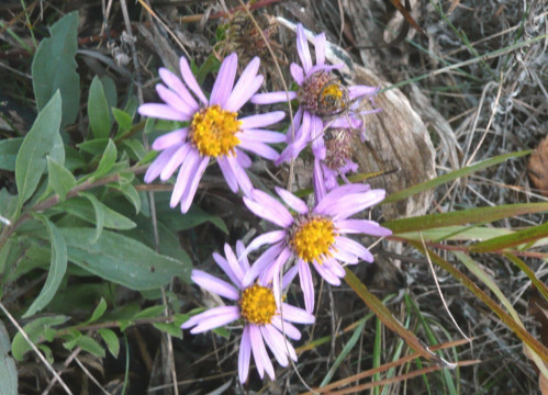 Berg-Aster, Aster amellus16.10.19 Eichkogel (12)
