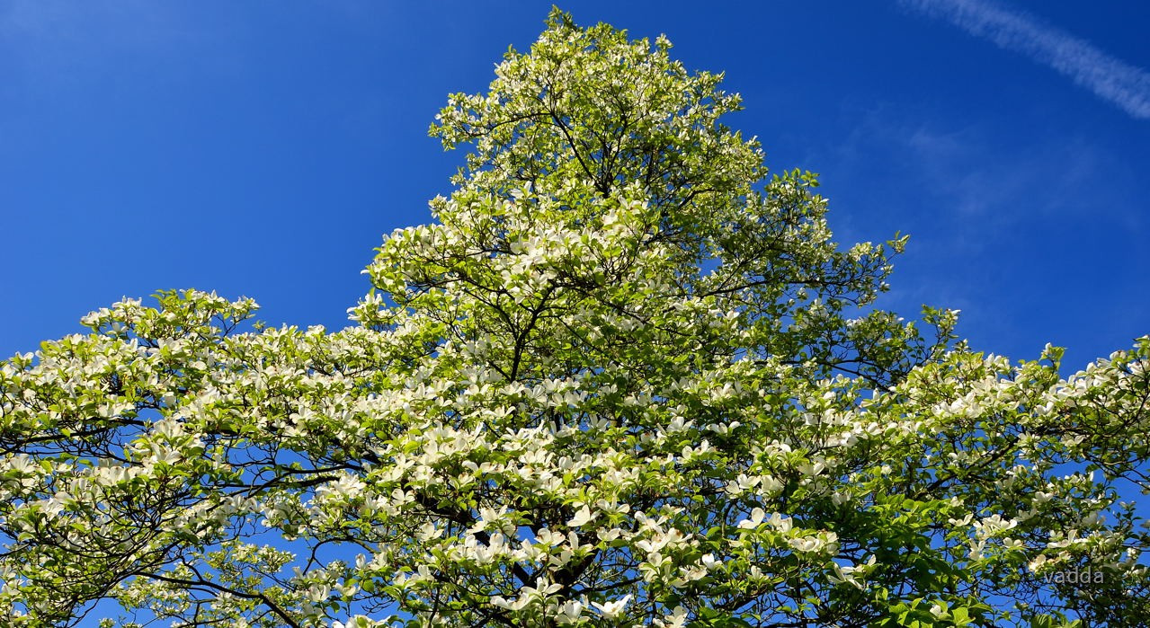 Cornus florida