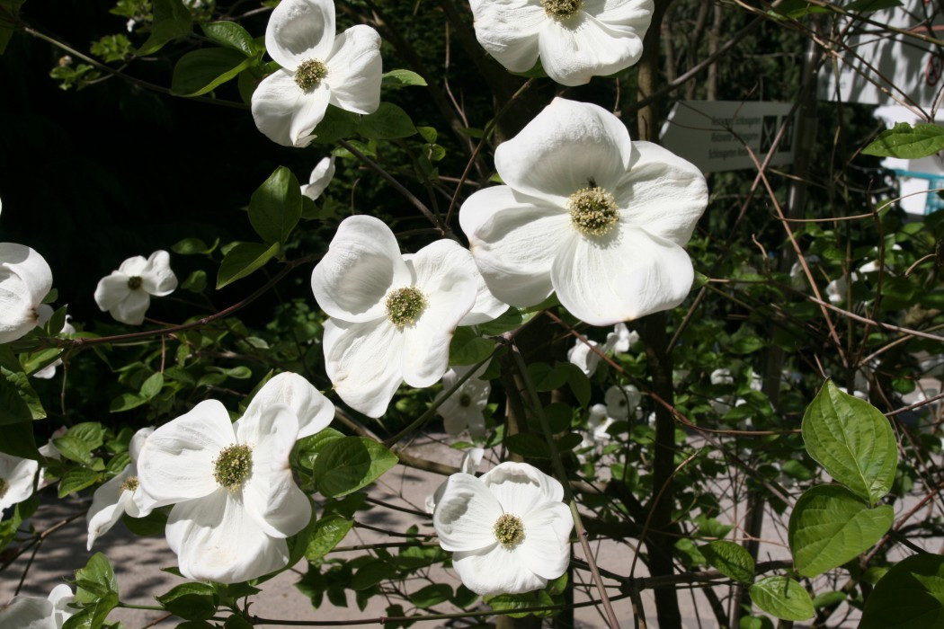 Hartriegel - Cornus florida