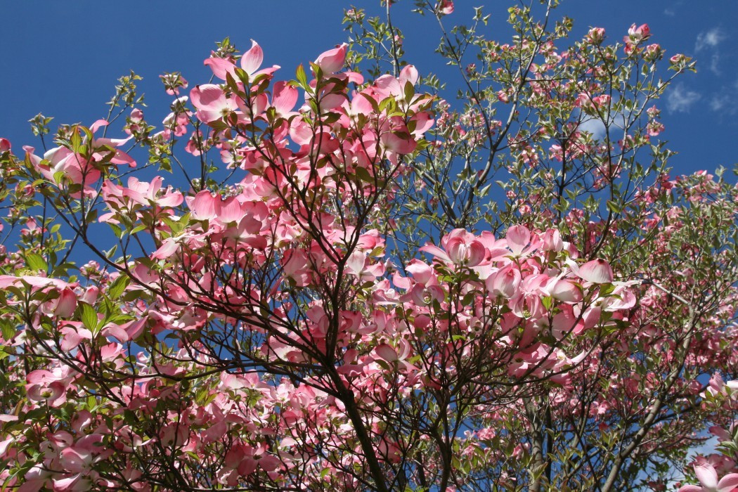 Hartriegel - Cornus florida