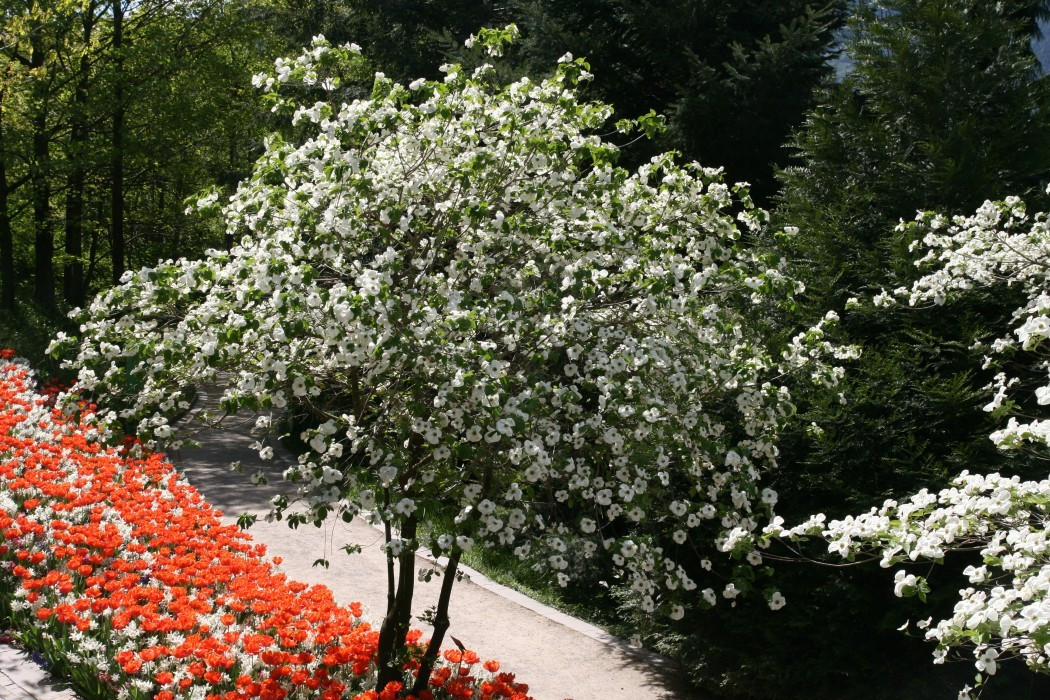 Hartriegel - Cornus florida