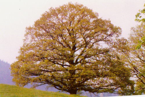 Baum 2