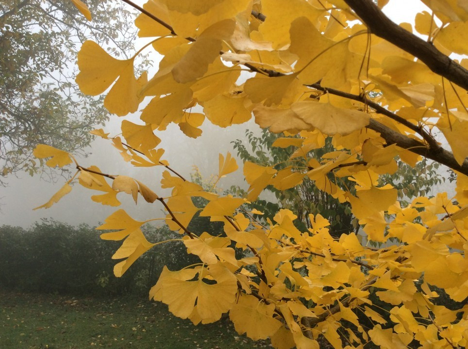 Mein Garten im Herbst
