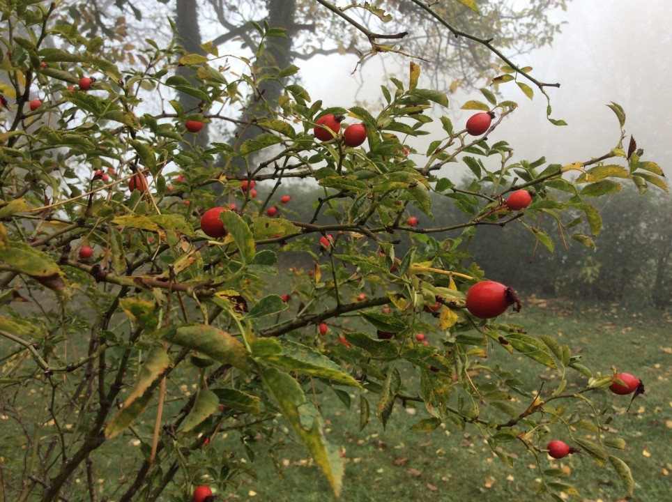 Mein Garten im Herbst