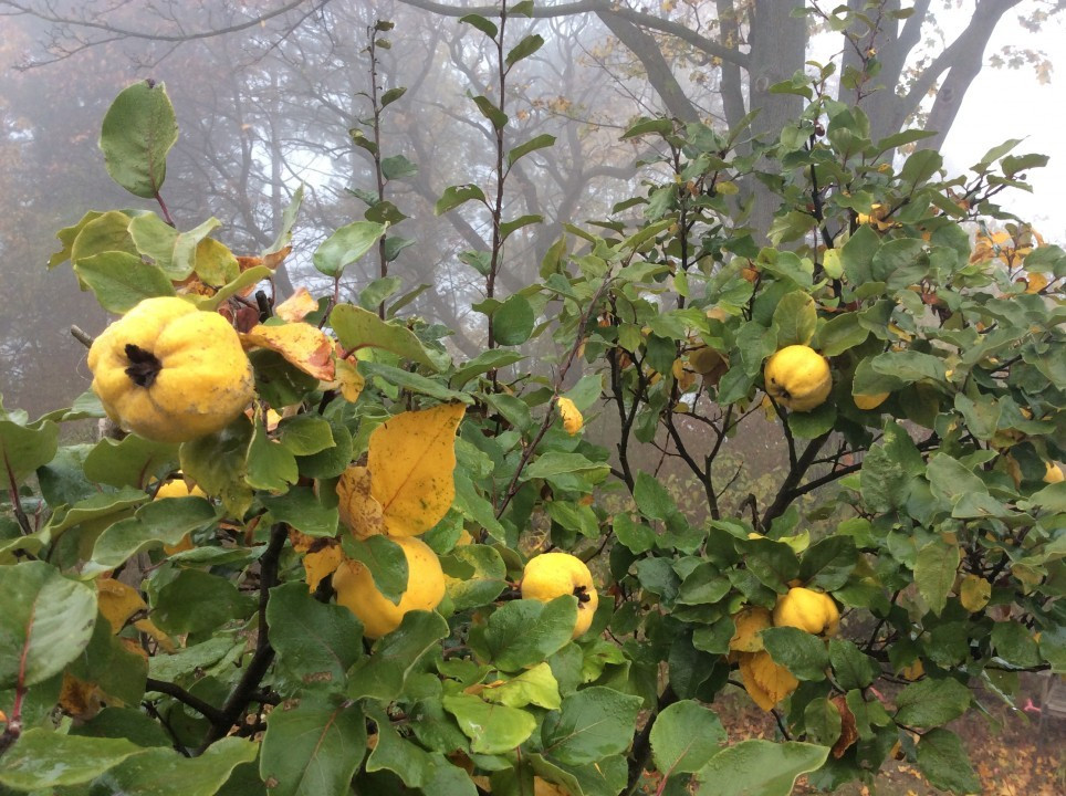 Mein Garten im Herbst
