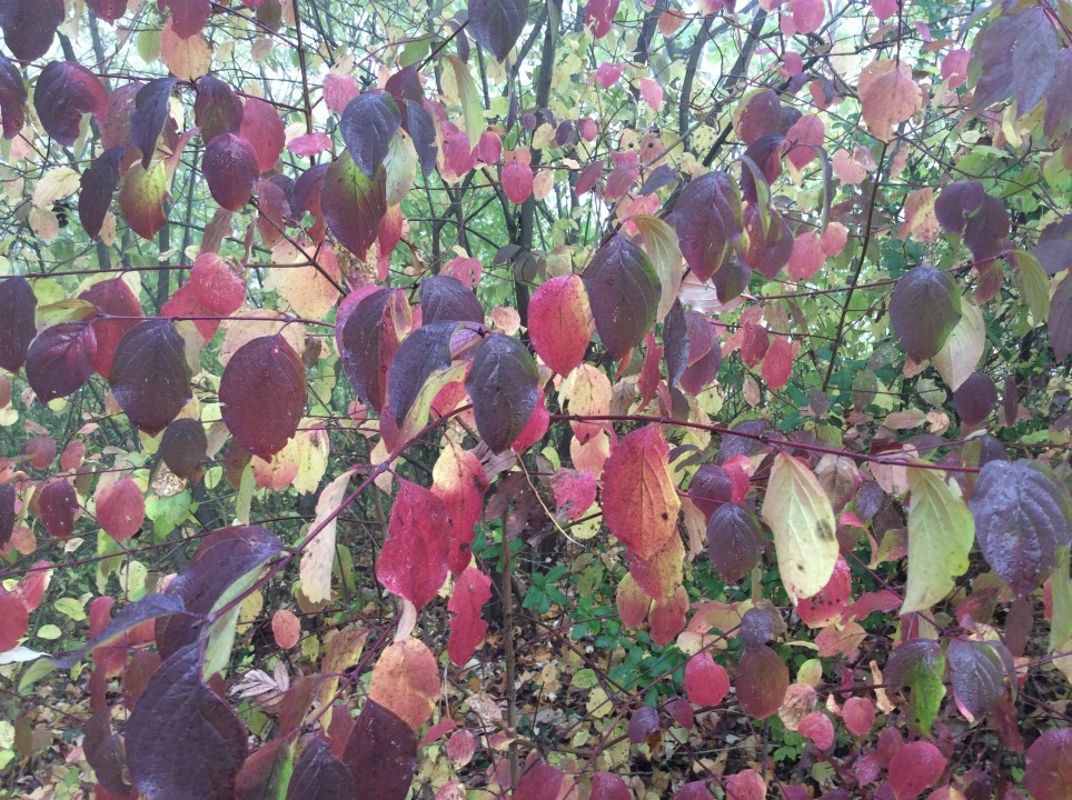 Mein Garten im Herbst