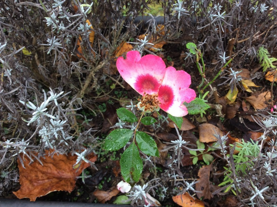 Mein Garten im Herbst