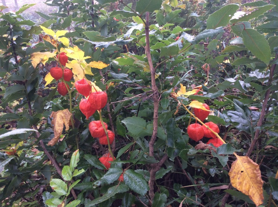 Mein Garten im Herbst