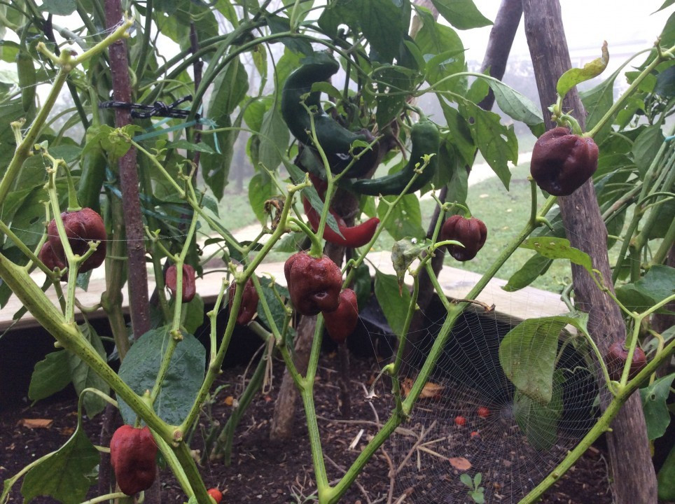 Mein Garten im Herbst