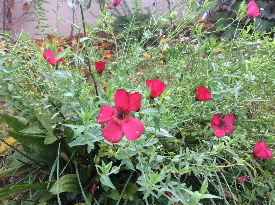 Mein Garten im Herbst