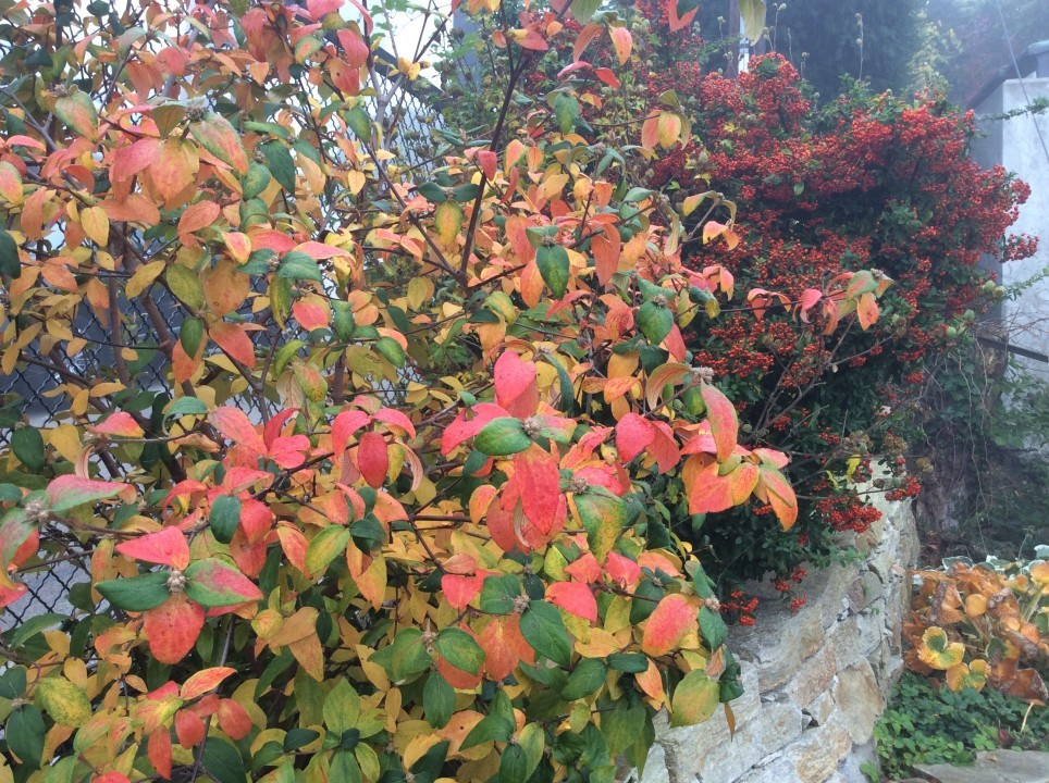 Mein Garten im Herbst