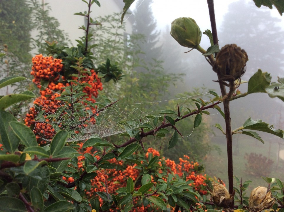 Mein Garten im Herbst