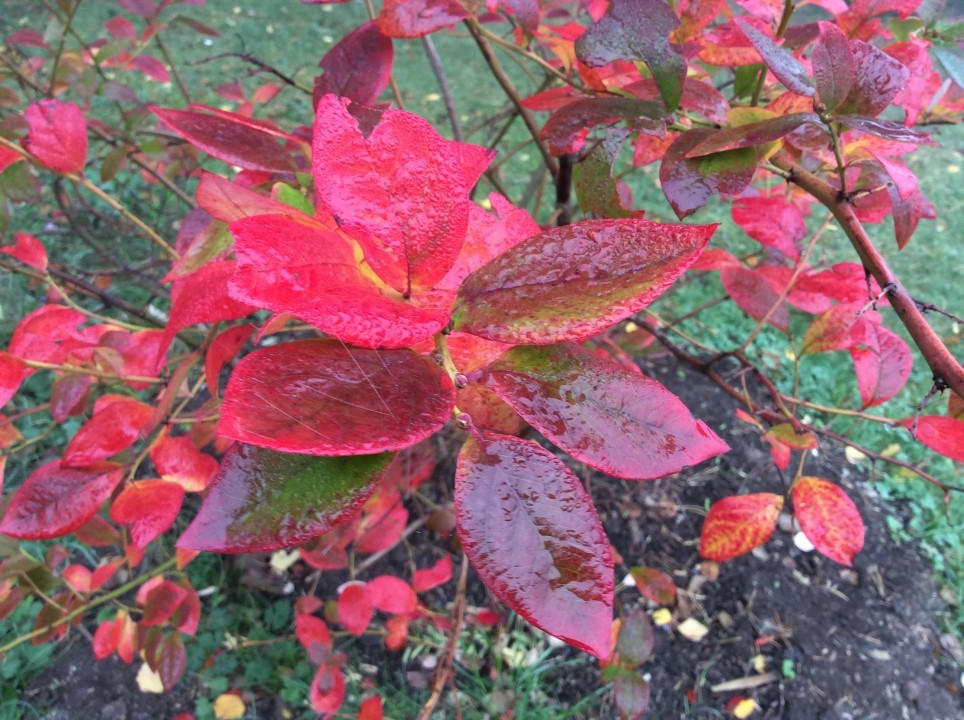 Mein Garten im Herbst