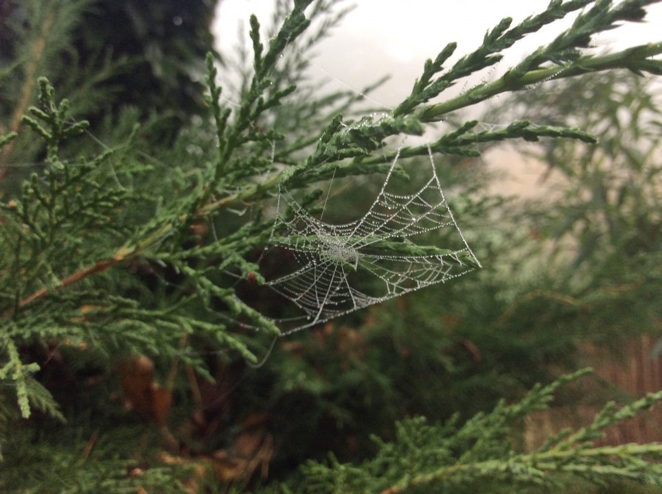 Mein Garten im Herbst