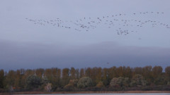 Ende Kranichsaison Jamunder Bodden