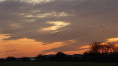 Ende Kranichsaison Jamunder Bodden