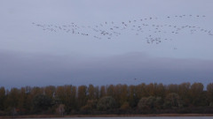 Ende Kranichsaison Jamunder Bodden