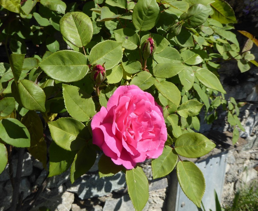 Lago Maggiore Cannero Donego (19)