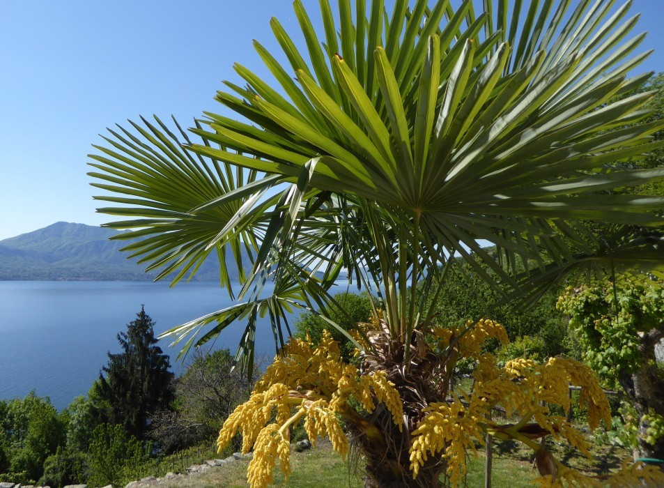 Lago Maggiore Cannero Donego (20)