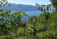 Lago Maggiore Cannero Donego (22)