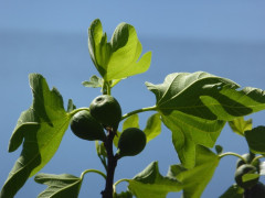 Lago Maggiore Cannero Donego (23)
