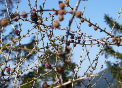 Lärche im Frühling 26.04.13 PiKo - erste Knospen