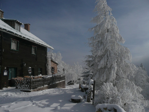 Lärche im Winter 01-10 (2)