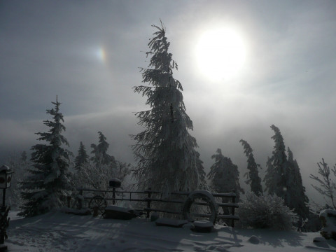Lärche im Winter 01-10 (1)