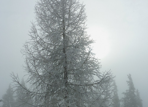Lärche im Winter 12-12