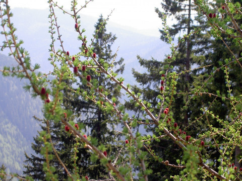 Lärche im Frühling 27.04.07 PiKo