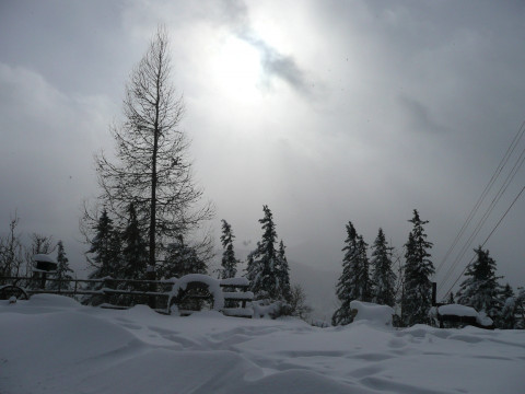 Lärche im Winter 02-10