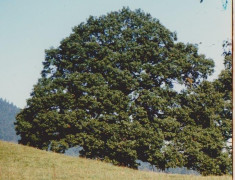 Baum Sommer