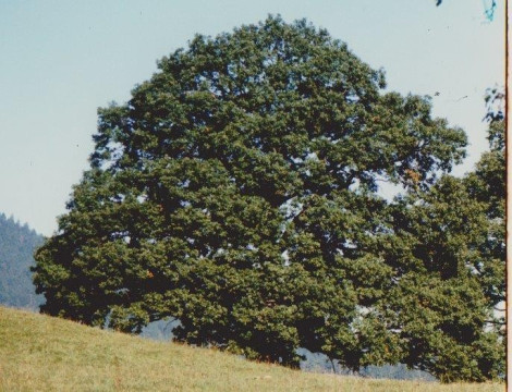 Baum Sommer