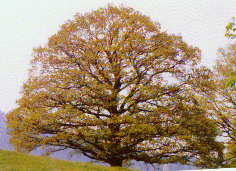 Baum 1
