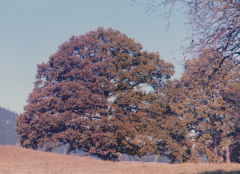 Baum Herbst 2