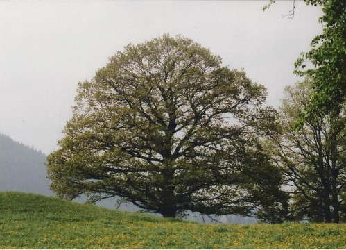 Baum 1 Frühling