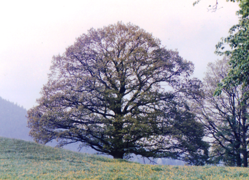 Baum Frühling