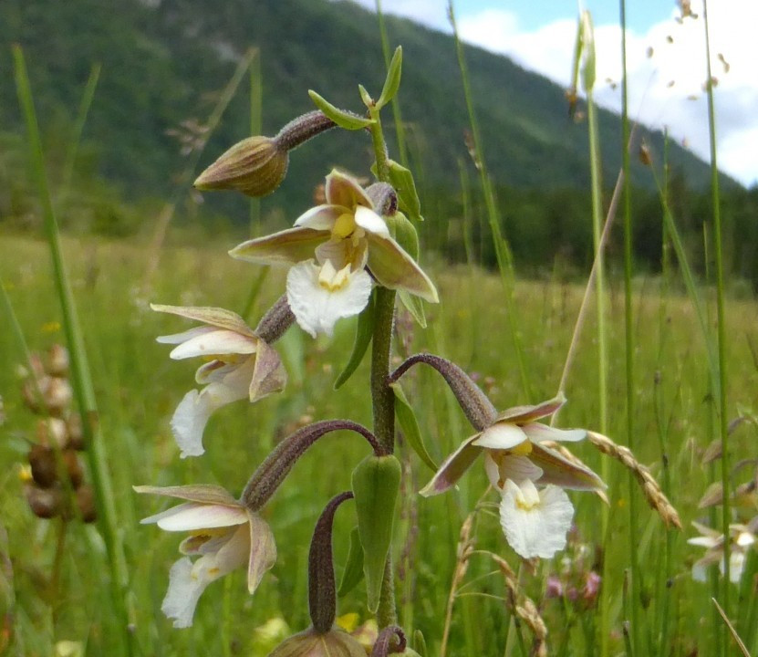 Orchideen in der Landschaft, 2. Ständelwurz
