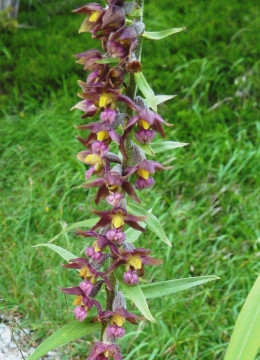Orchideen in der Landschaft, 2. Ständelwurz
