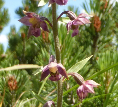 Orchideen in der Landschaft, 2. Ständelwurz
