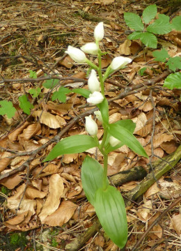 2. Waldvögelein-Cremeweiß-Breitblatt!!, Cephalanthera damasonium 17.5.18 Waxeneck