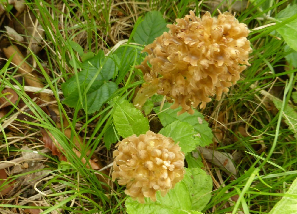 1b. Nestwurz, Neottia nidus-avis 31.5.18 Karlschütt