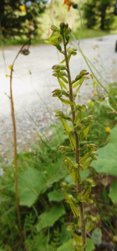 1. Zweiblatt-groß, Listera ovata 10.7.18 Lü (1)