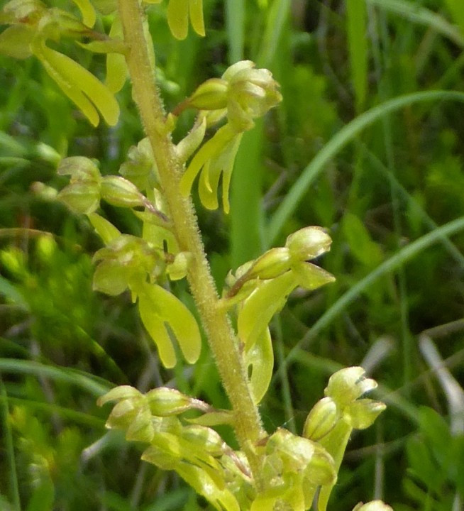 1a. Zweiblatt-groß, Listera ovata 15.6.17 Liechtensteinstr