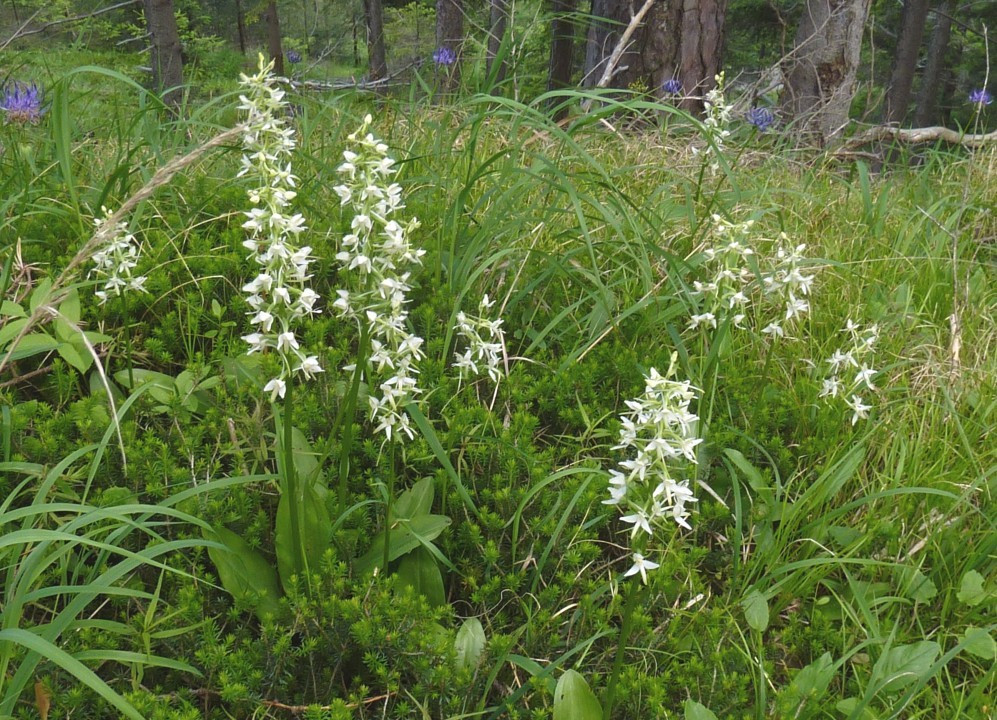 1. Waldhyazinthe-weiß-zweiblättrig, Platanthera bifolia 23.6.10 PiKo