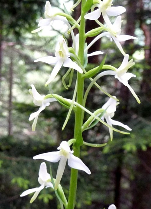1c. Waldhyazinthe-weiß-zweiblättrig, Platanthera bifolia 6.6.11 PiKo