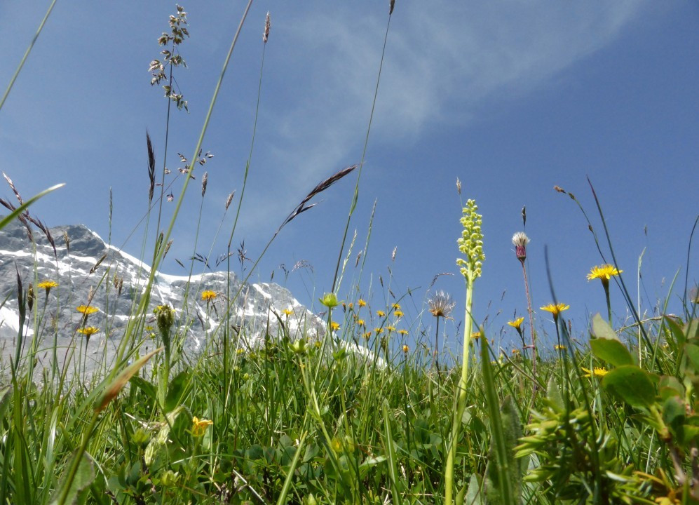 1. Weisszüngel, (Höswurz), Pseudorchis albida 5.7.15 K2